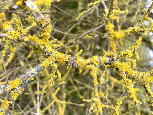 Image of lichen for a Primrose blog on the importance of lichen in the english countryside