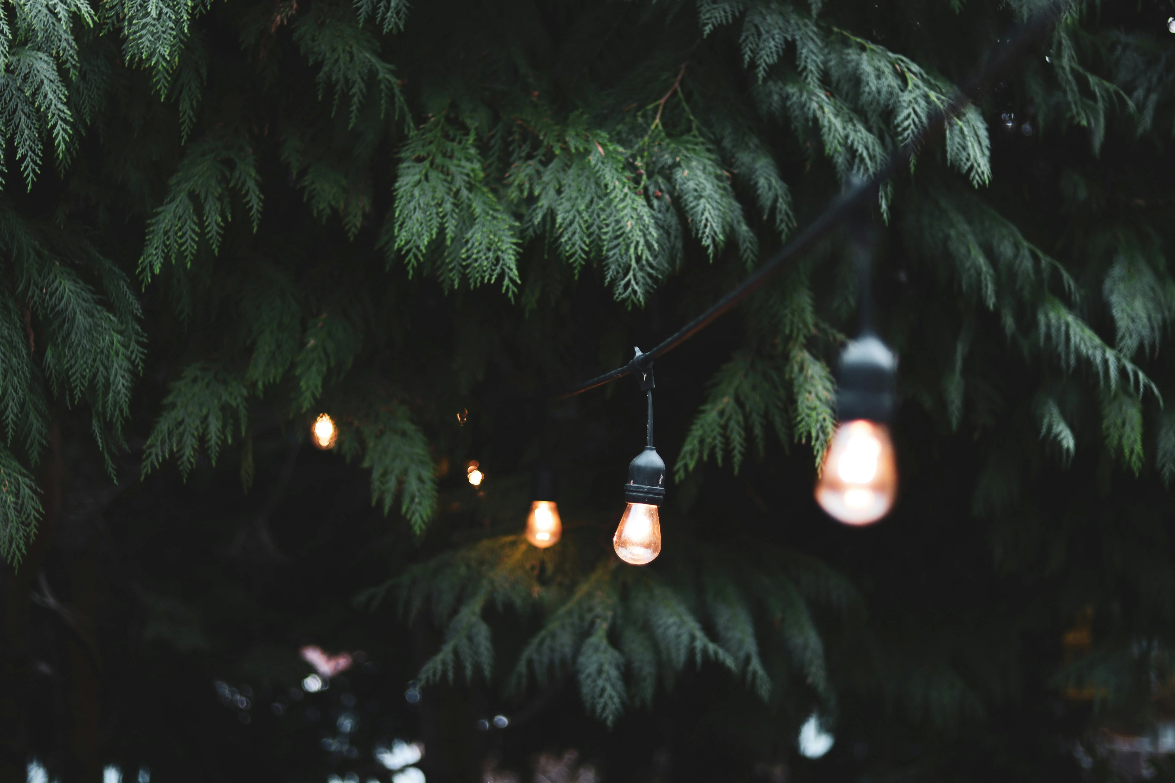 Primrose Organic image of festoon lights at an event, for the events page