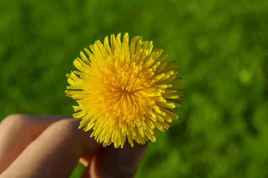 Primrose Organic Produce image of a close up dandelion for our post