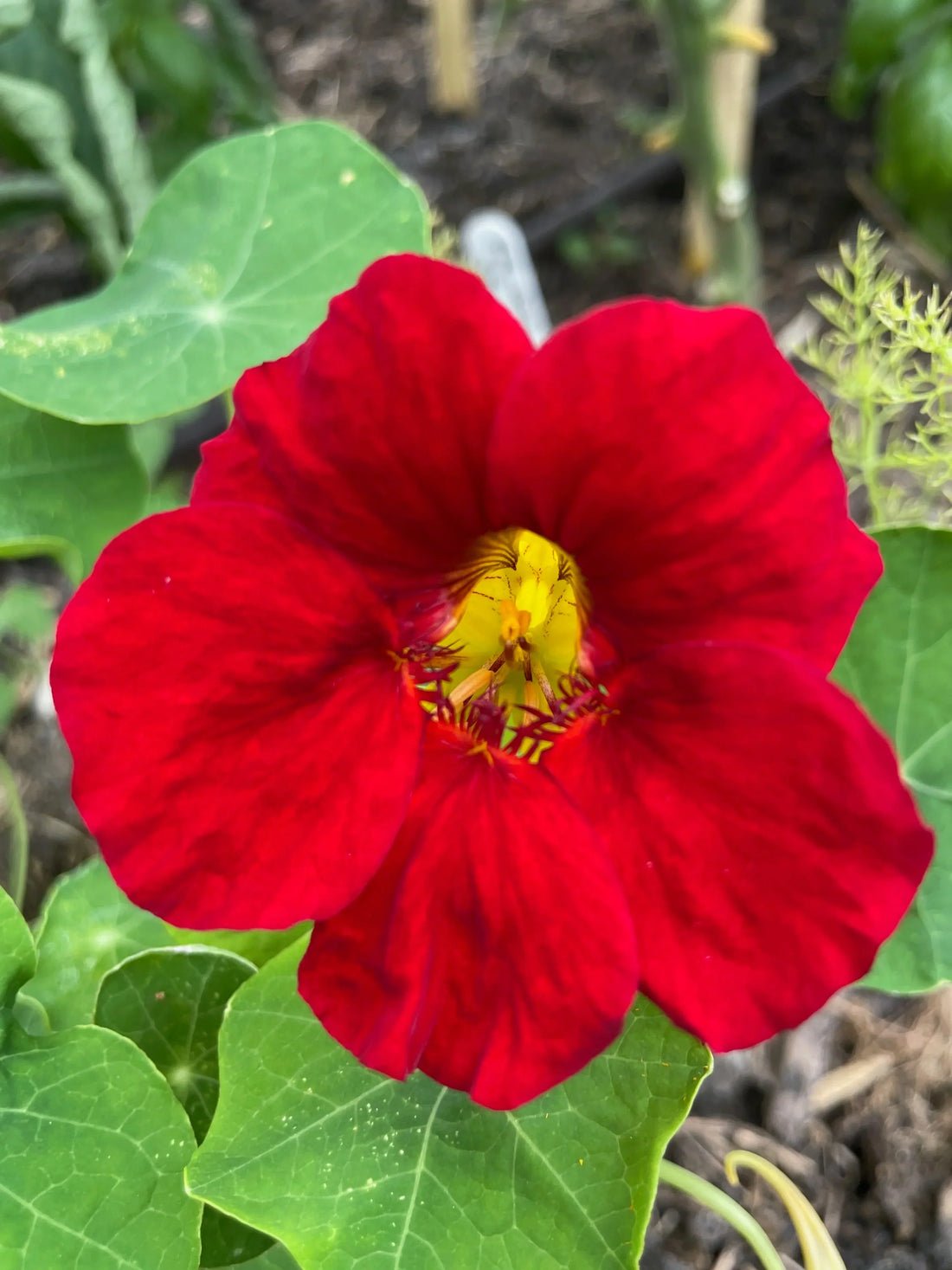 Image of a red nasturtium in the polytunnel by the tomatoes at Primrose Organic Produce