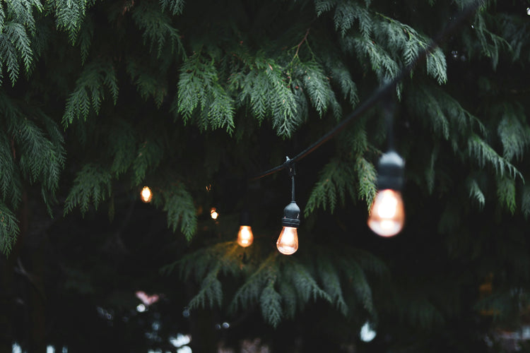 Events page image for Primrose Organic showing festoon lights across a tree