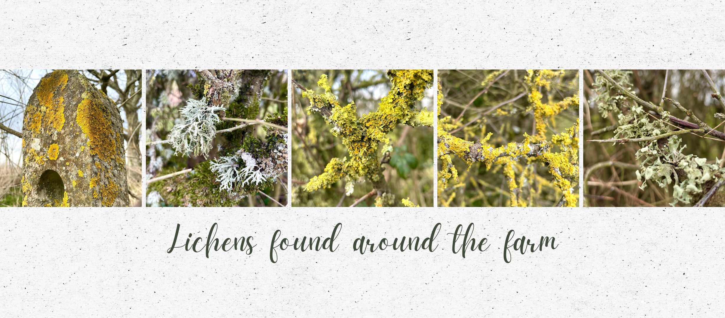 A banner image showing different varieties of lichen found on the farm at Primrose Organic Produce