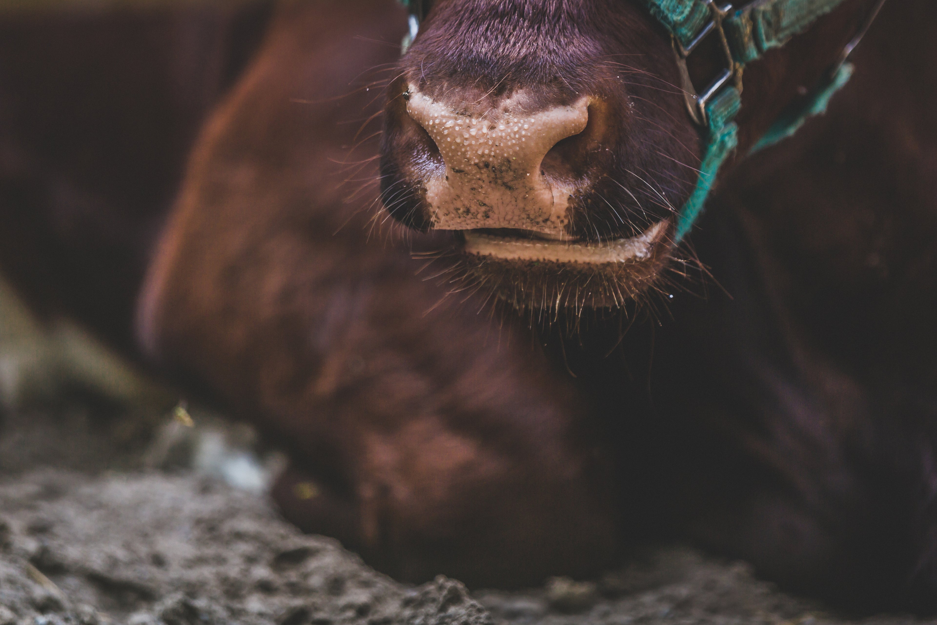 Primrose Organic Produce Red Devon Cow